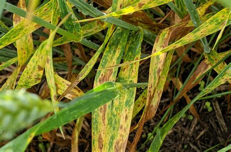 are spring wheat disseases similar to winter wheat